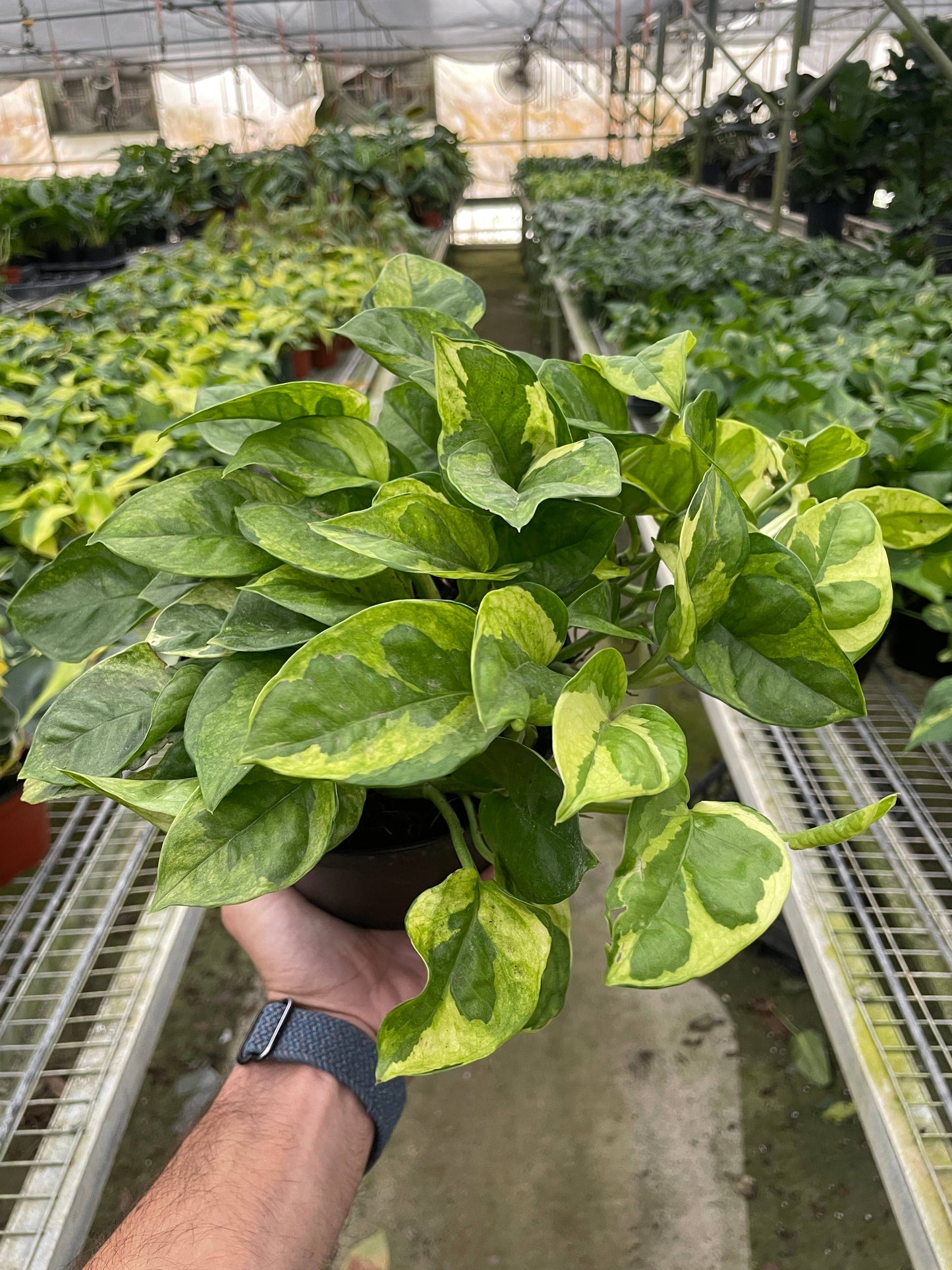 Pothos 'Lemon Meringue' - 6" Pot