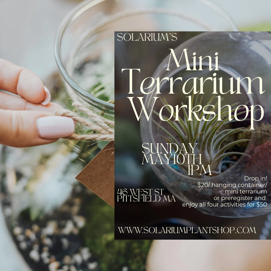 Mini terrarium workshop
