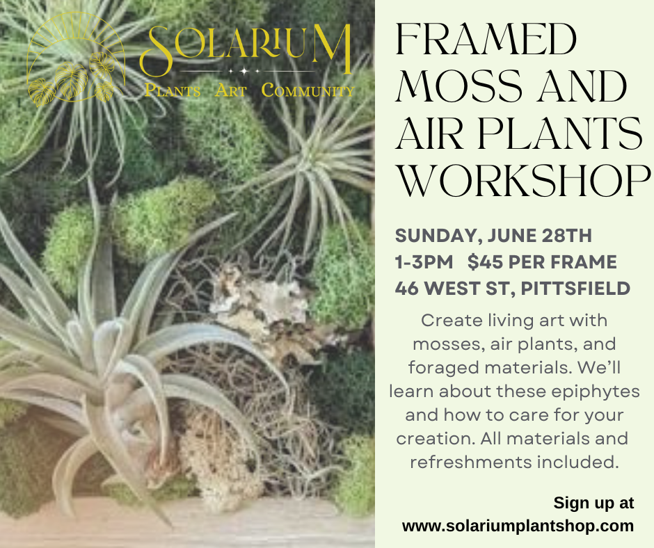 Framed moss and air plant workshop