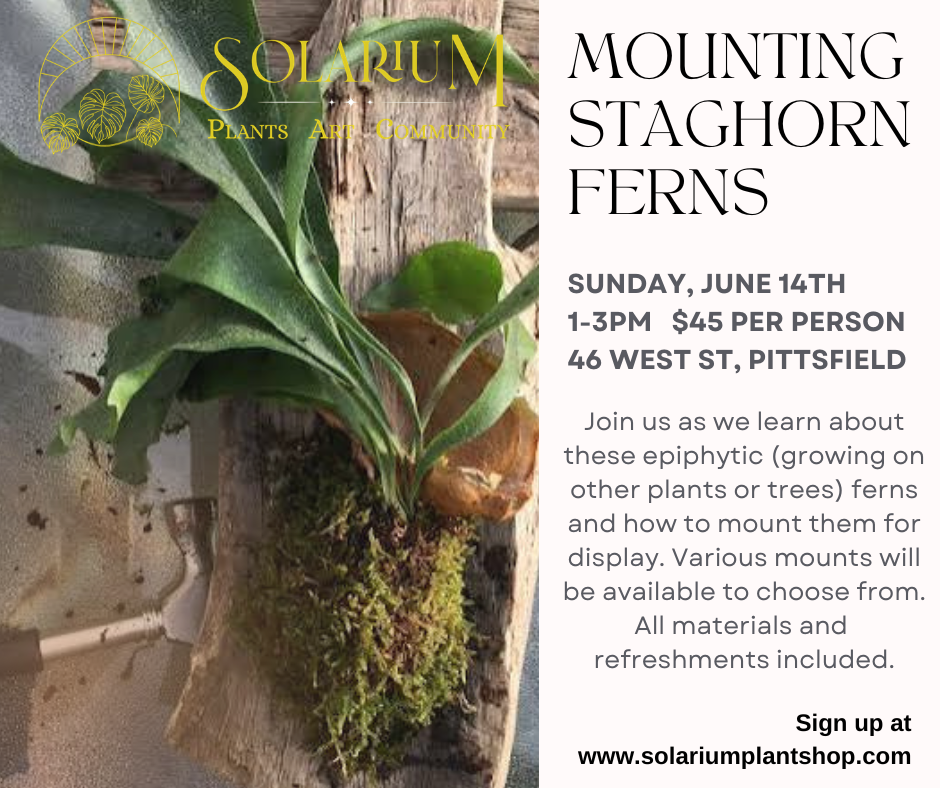 Mounting staghorn ferns