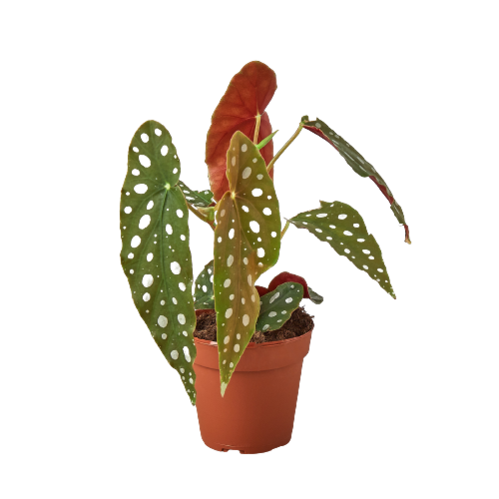 Houseplant- asstd