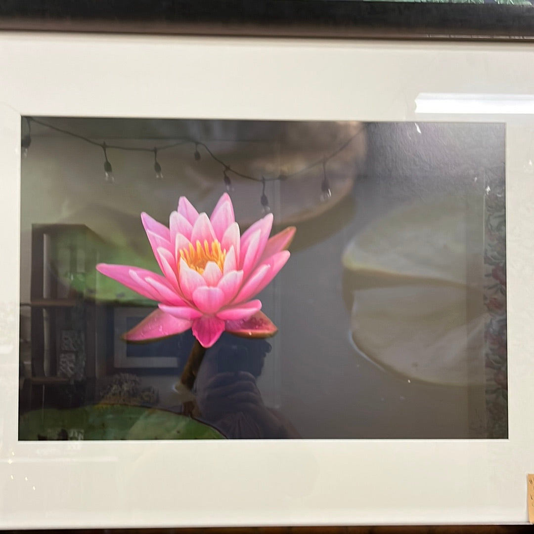 Lotus