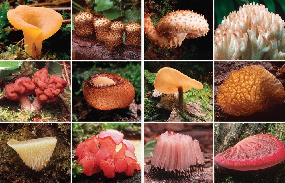 Fantastic Fungi: Expanding Consciousness Alternative Healing