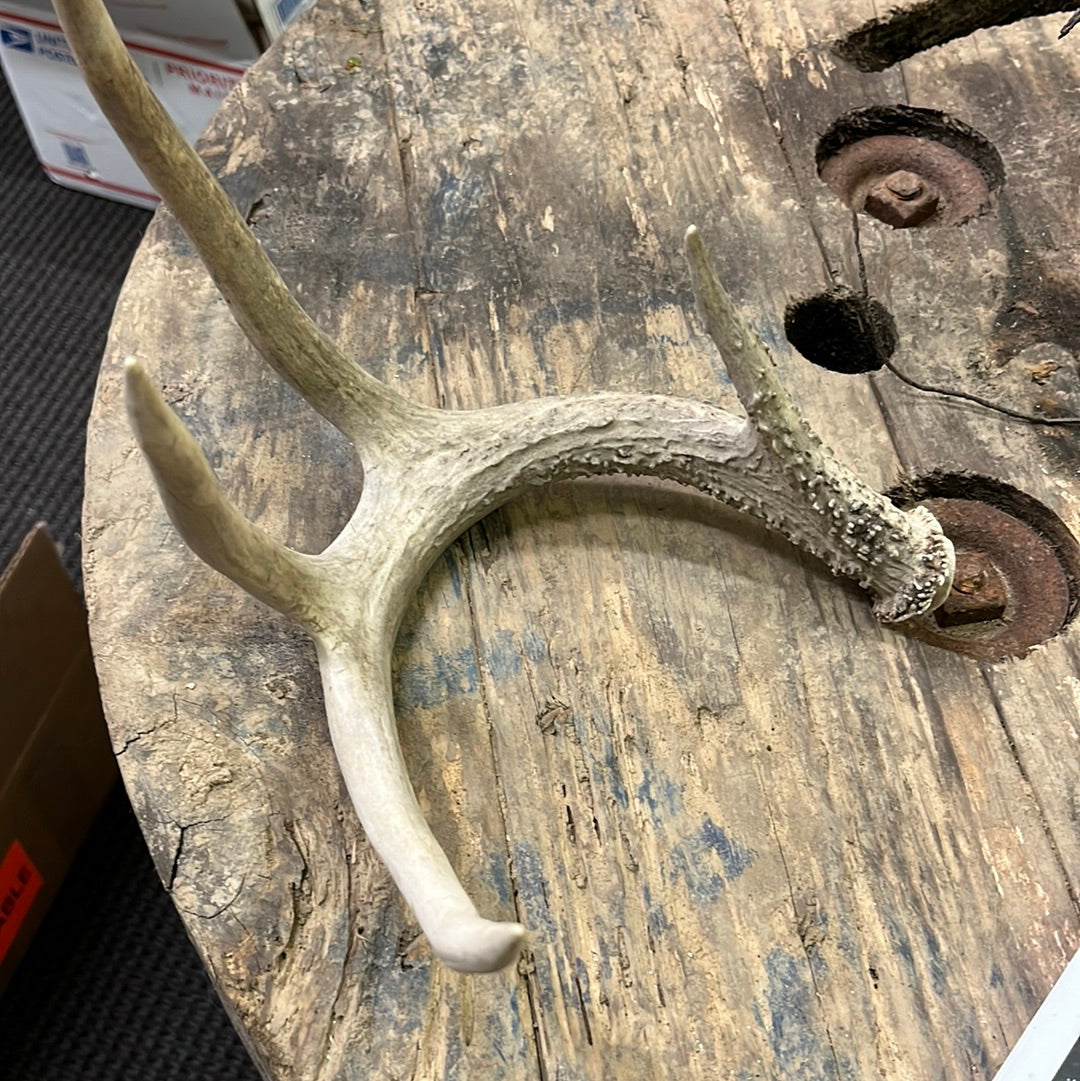 Naturally shed antler