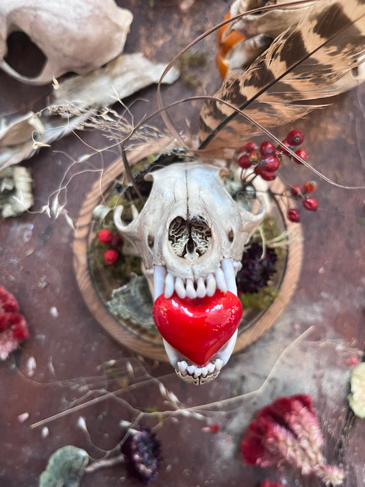 “Heart in your Teeth” terrarium