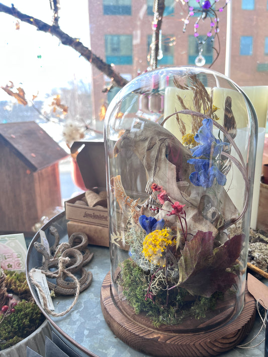 Beaver skull terrarium