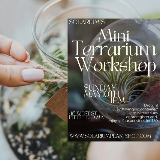 Mini terrarium workshop