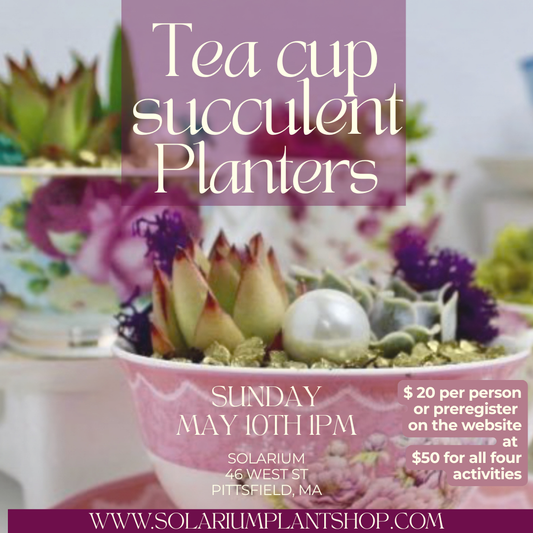 Teacup succulent planters