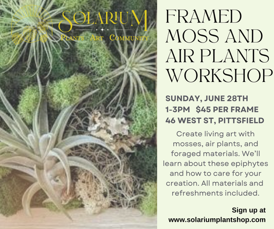 Framed moss and air plant workshop