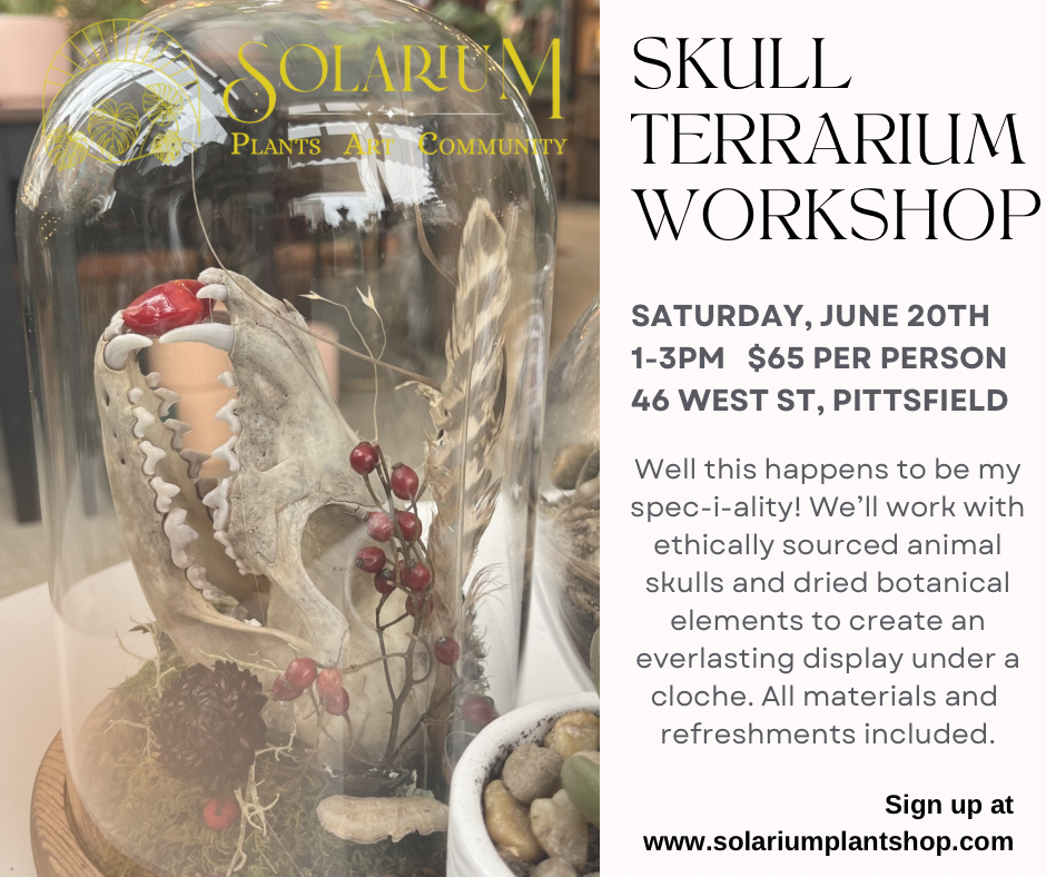 Skull terrarium workshop