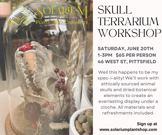Skull terrarium workshop