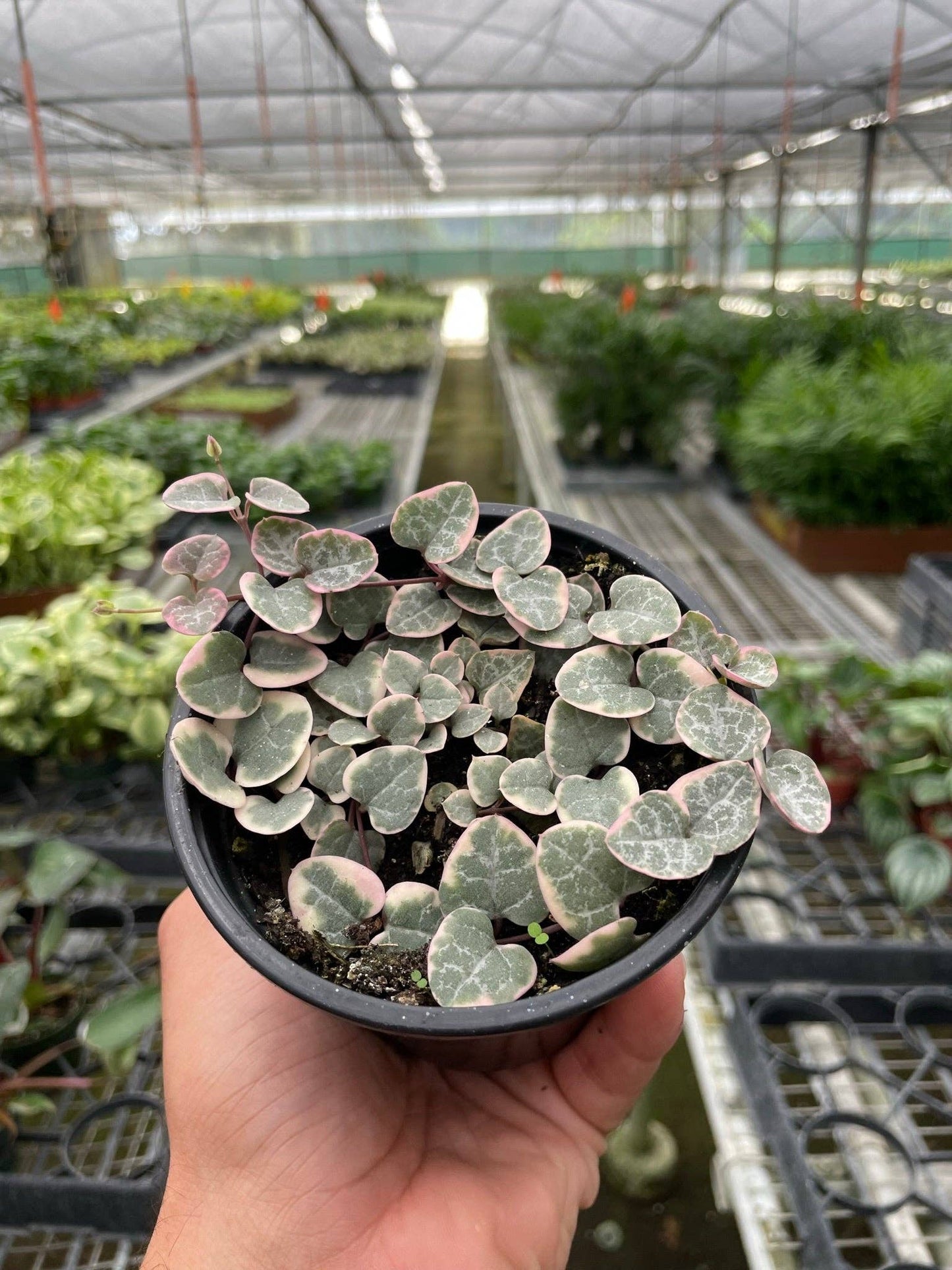 String of Hearts Variegated: 4" Pot