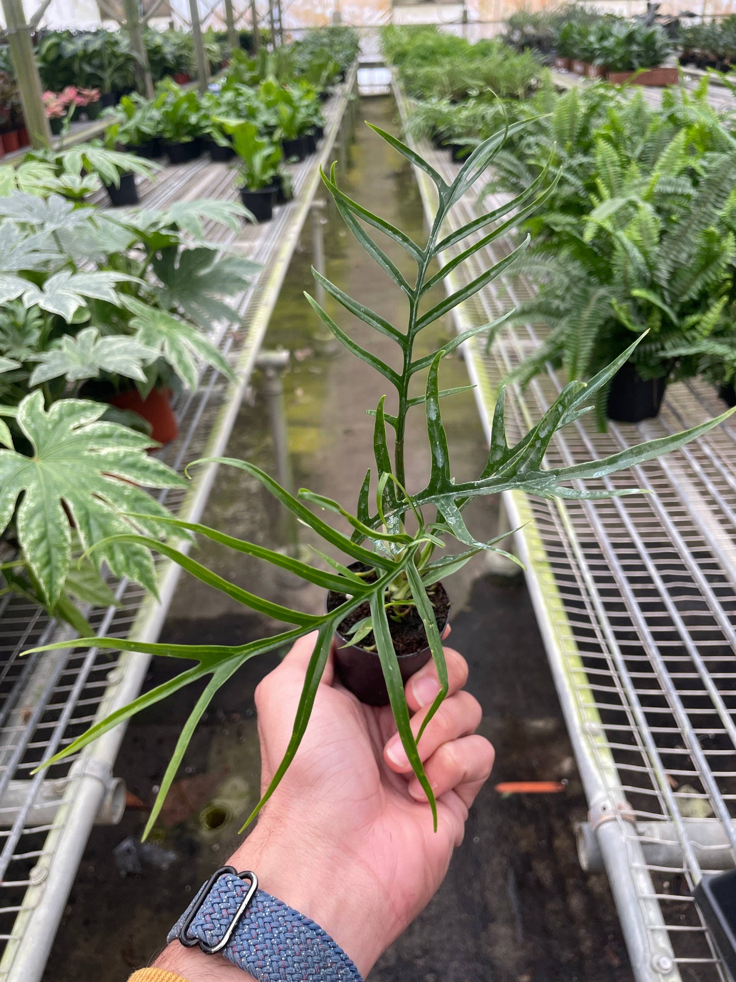 Philodendron 'Tortum' - 2" Pot