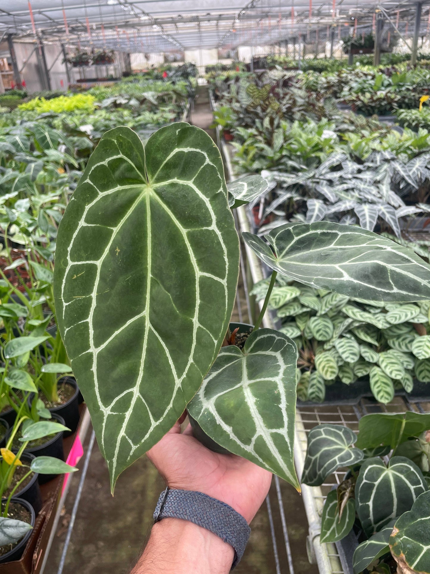 Anthurium Crystallinum - 4" Pot