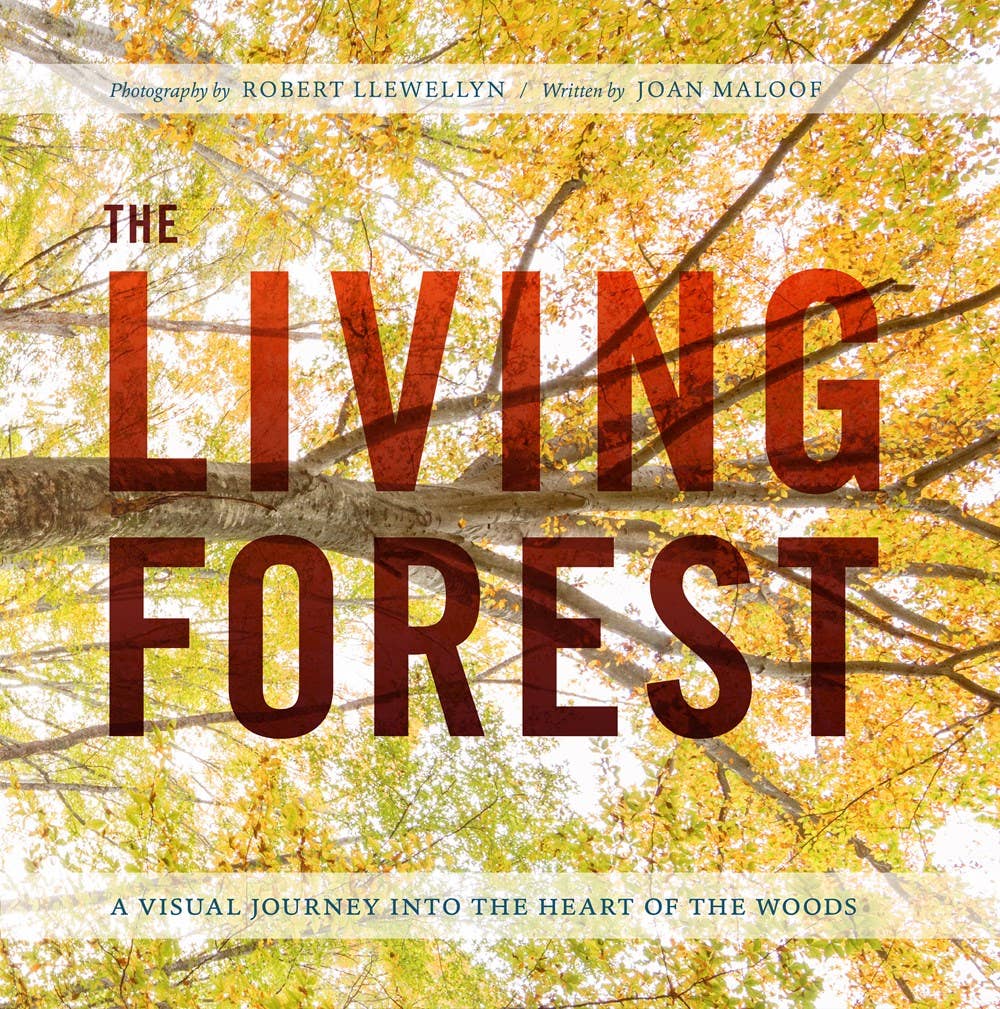 Living Forest: Visual Journey Into the Heart of the Woods