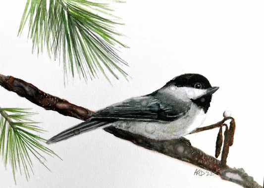 Black-capped Chickadee