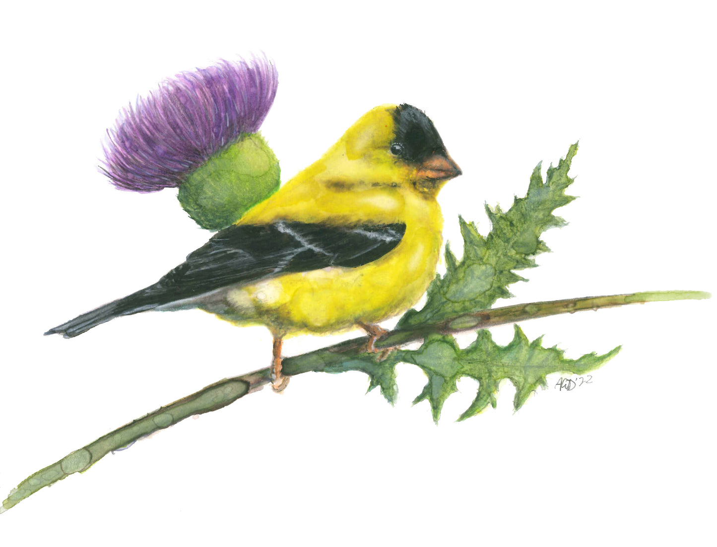 American Goldfinch