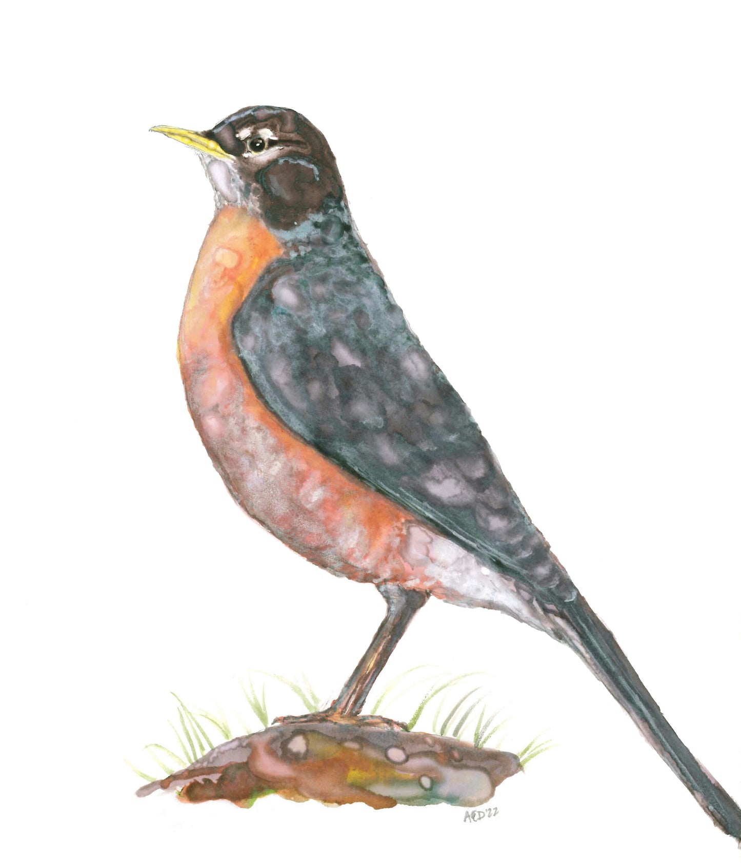 American Robin