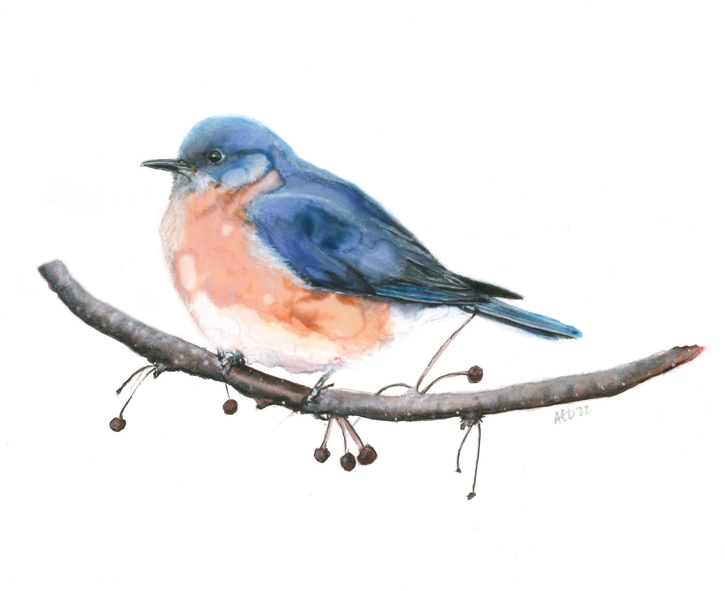 Eastern Bluebird